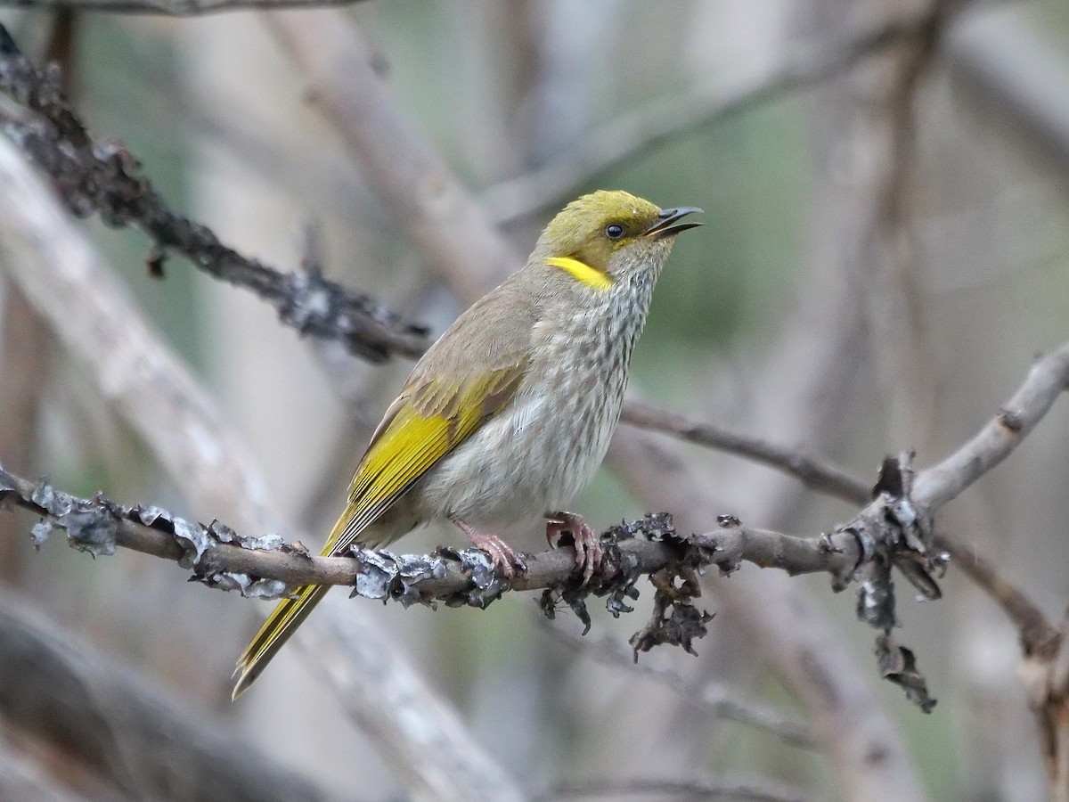Yellow-plumed Honeyeater - ML645248935
