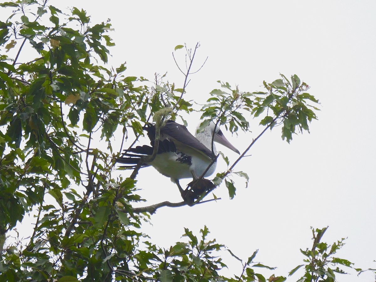 Abbott's Booby - ML645248936