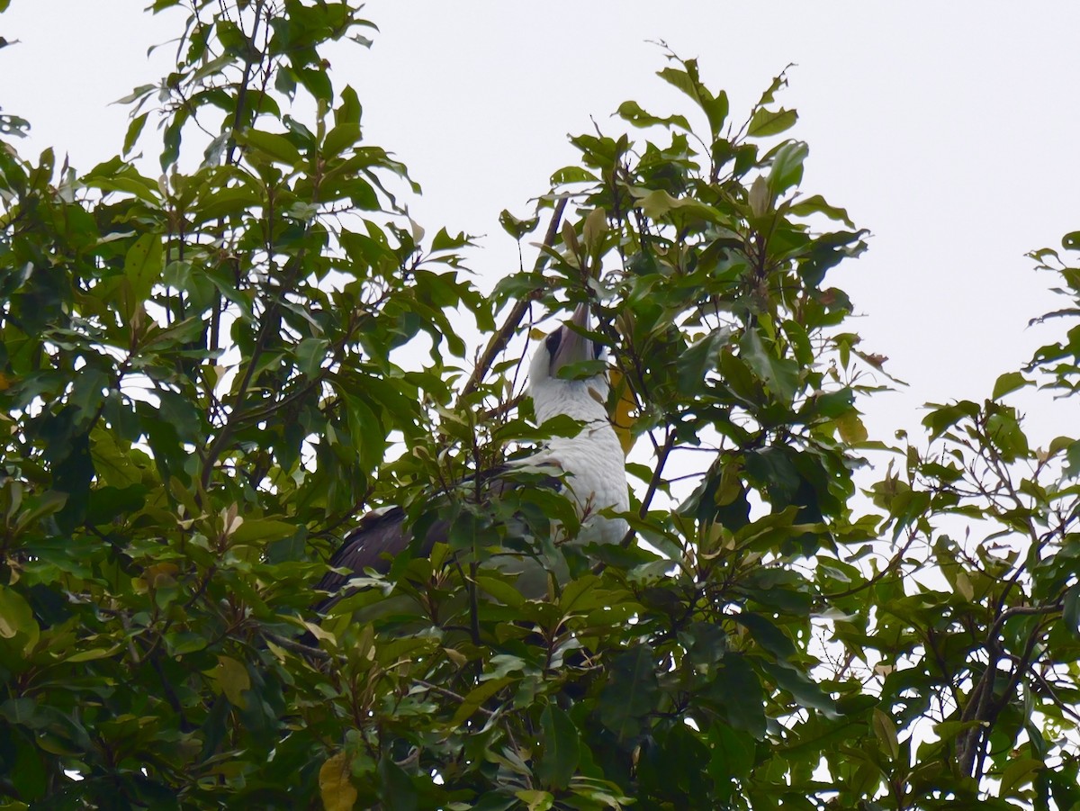 Abbott's Booby - ML645248937