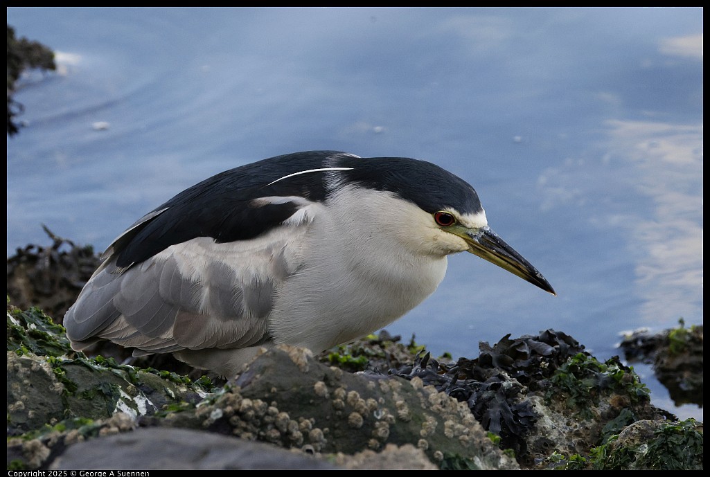 Black-crowned Night Heron - ML645248939