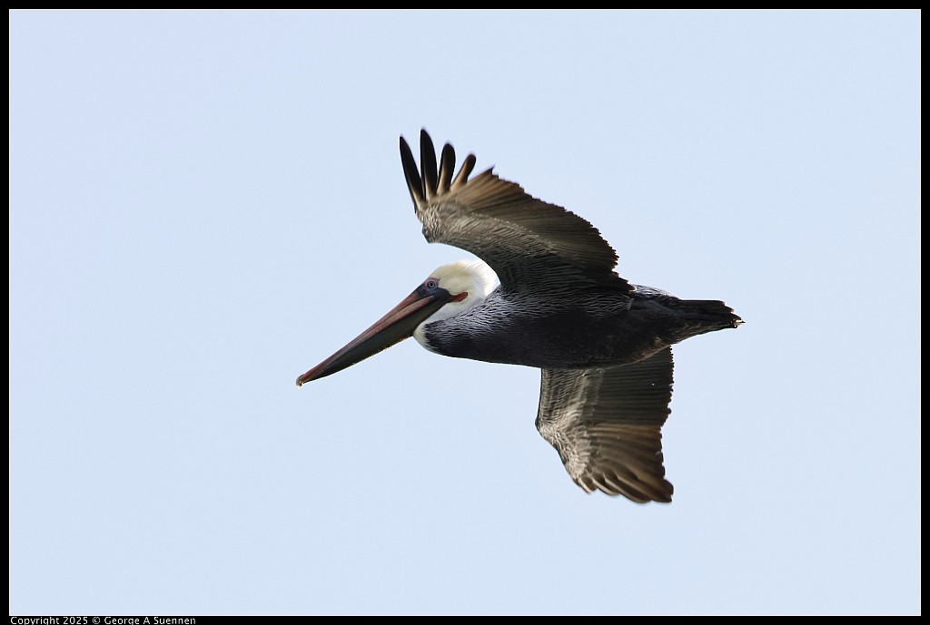 Brown Pelican - ML645248945
