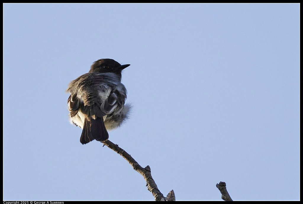 Black Phoebe - ML645248948