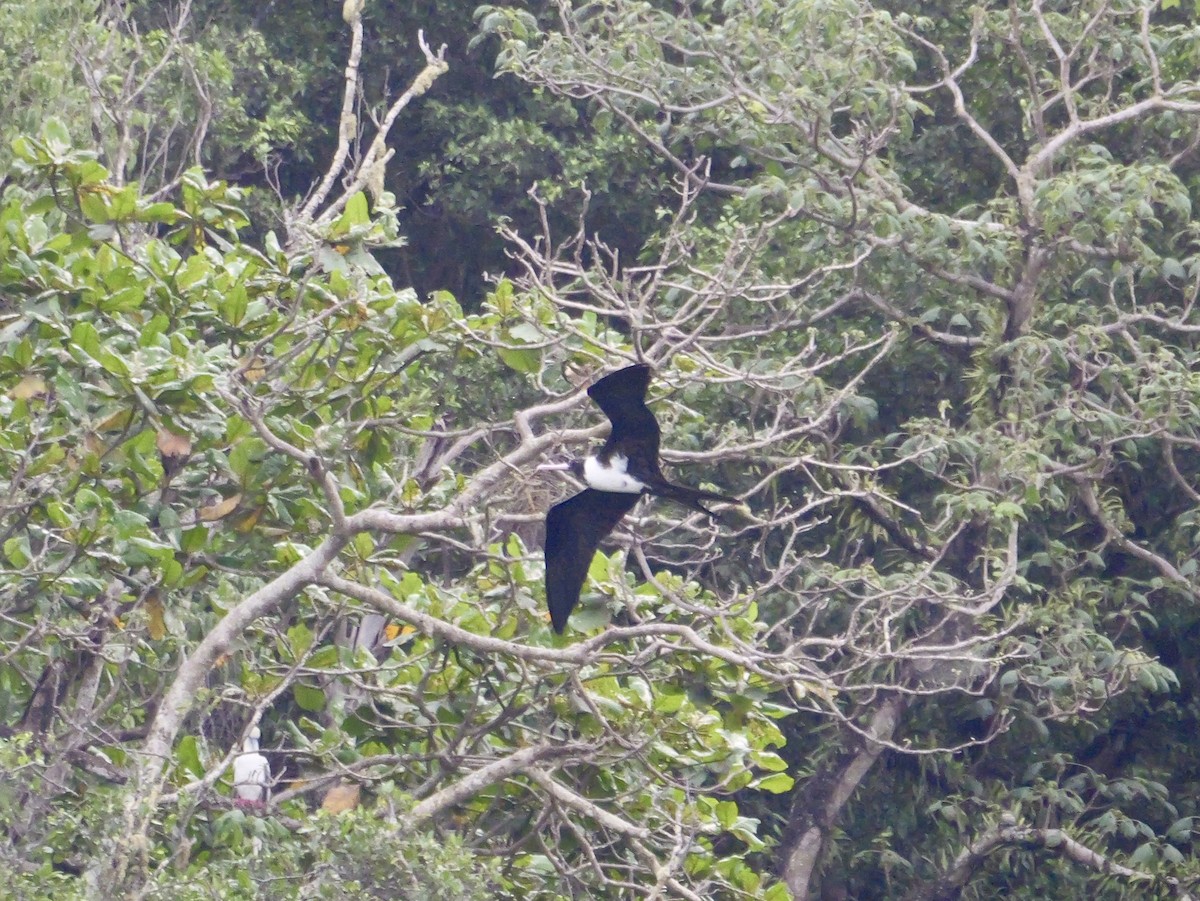 Christmas Island Frigatebird - ML645248950