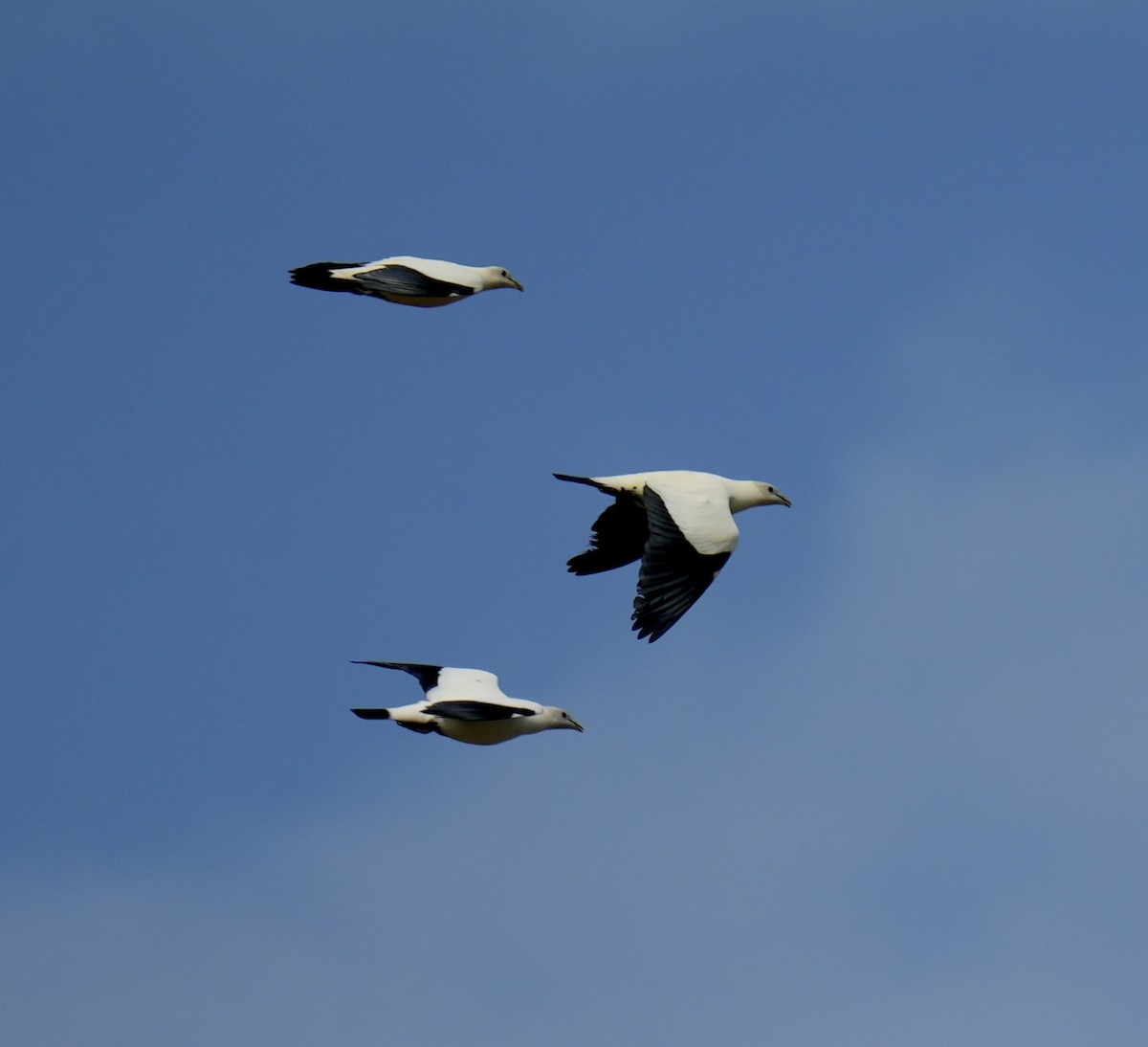 Carpophage argenté - ML645248951