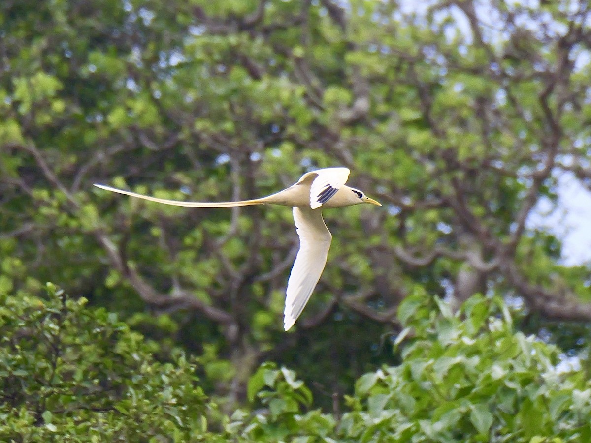 White-tailed Tropicbird (Golden) - ML645248959