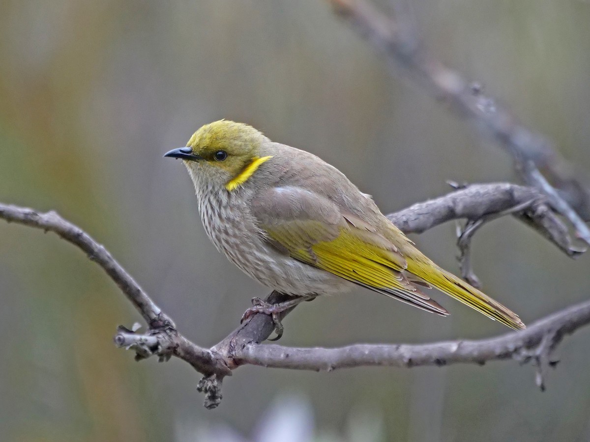 Yellow-plumed Honeyeater - ML645248961