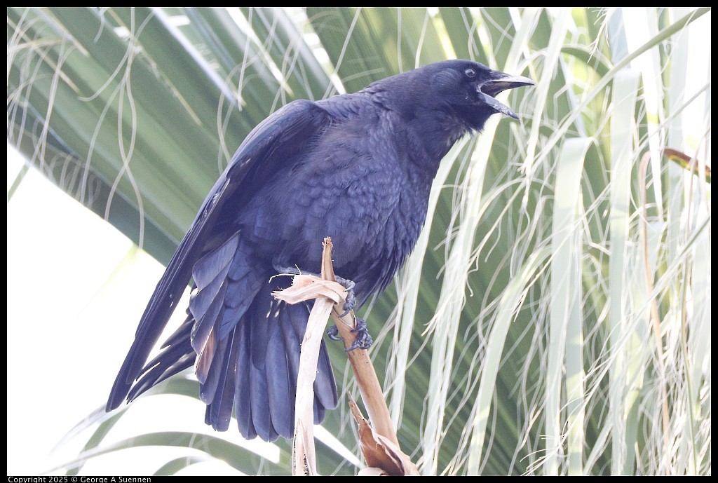 American Crow - ML645248969