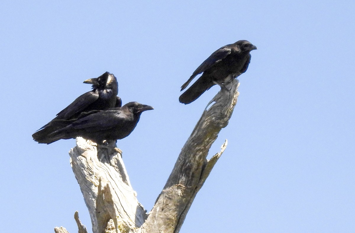 Южноавстралийский ворон - ML645248970