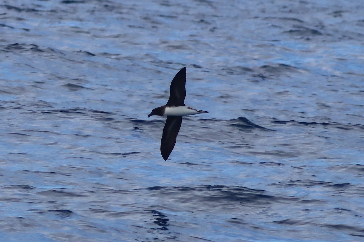 Tahiti Petrel - ML645248978