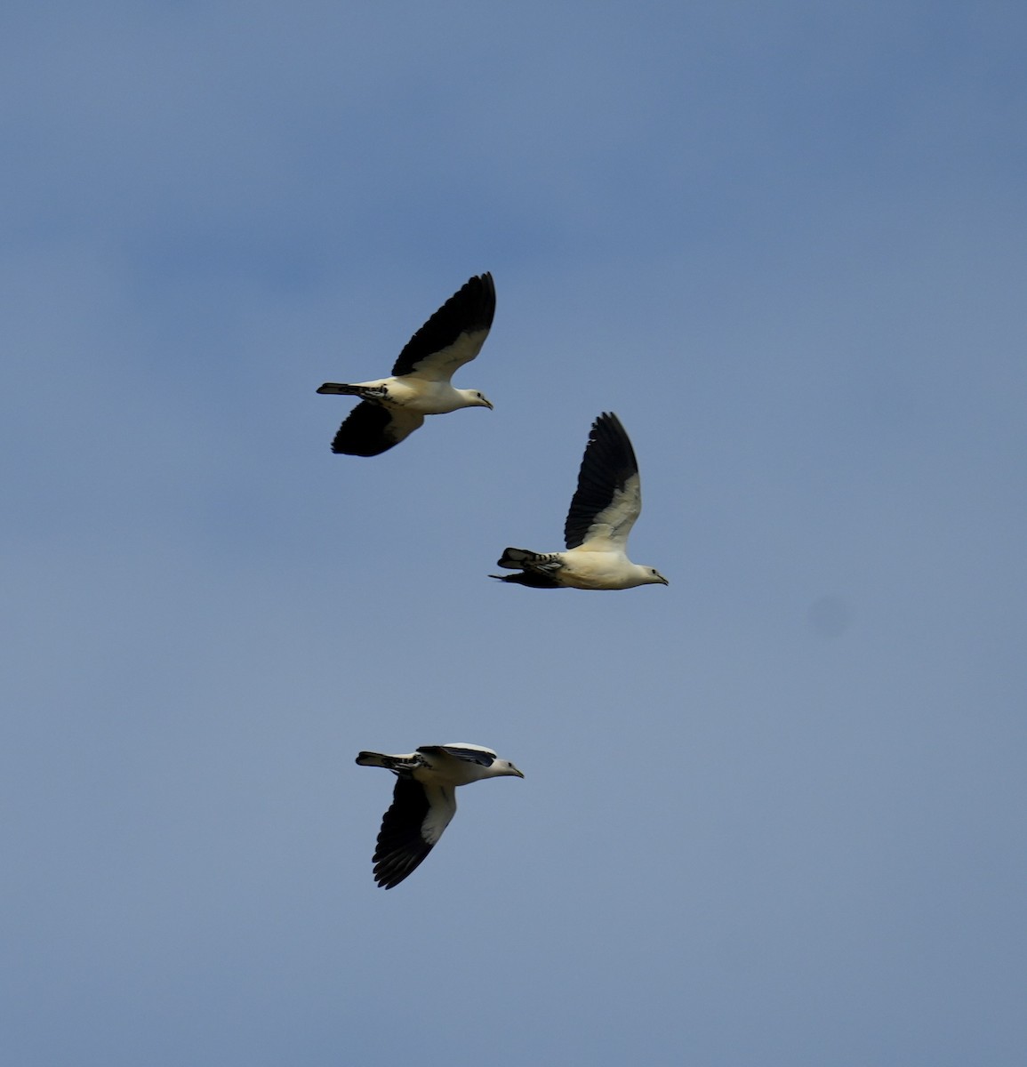 Carpophage argenté - ML645248979