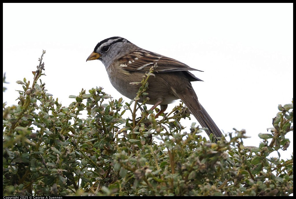 Porsuk Serçesi - ML645248980