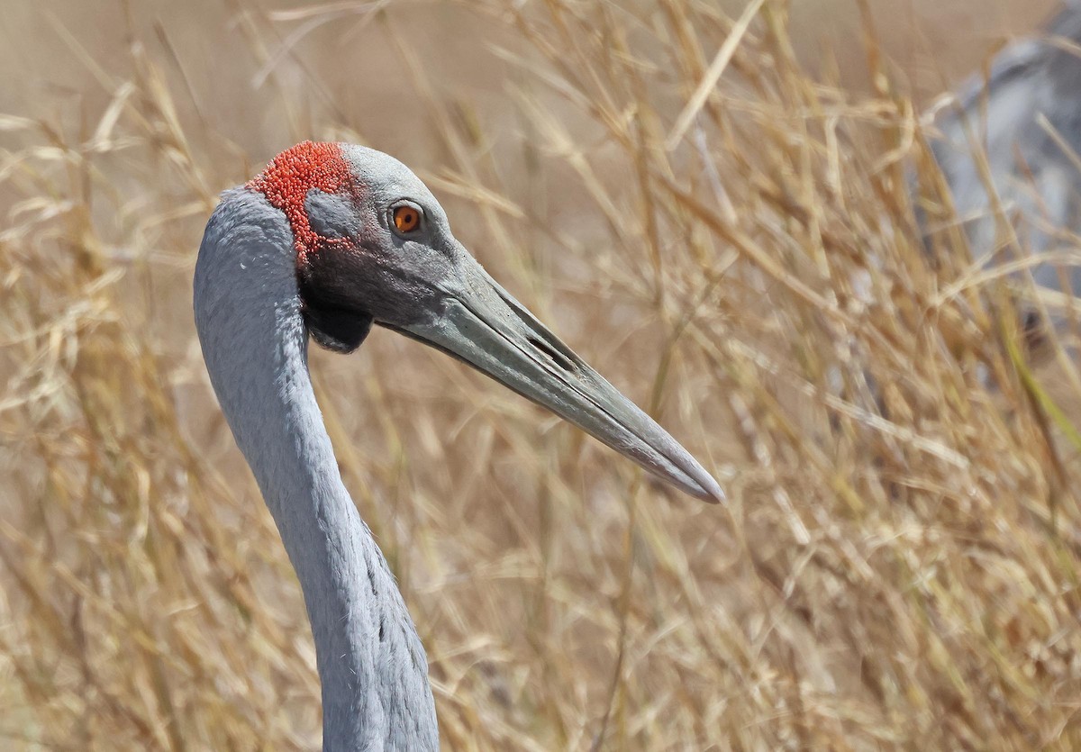 Brolga - ML645248985