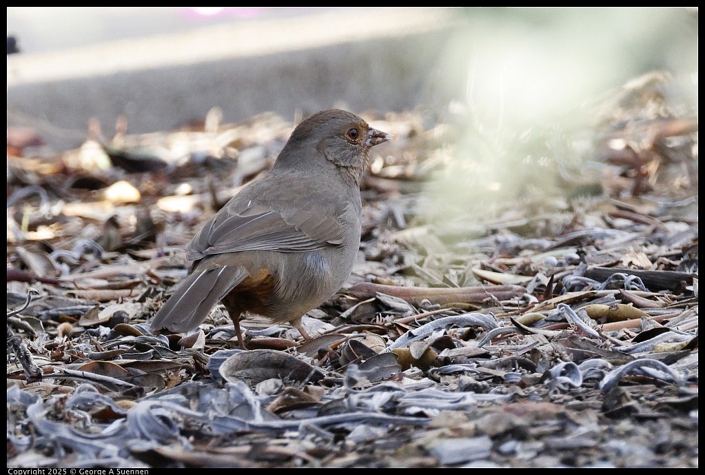 California Towhee - ML645248988