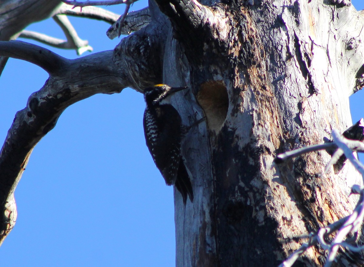 American Three-toed Woodpecker - ML645248991