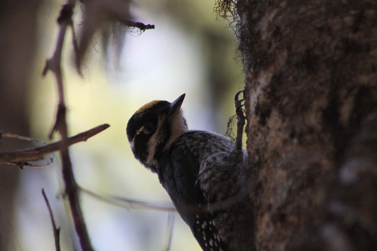 American Three-toed Woodpecker - ML645248992