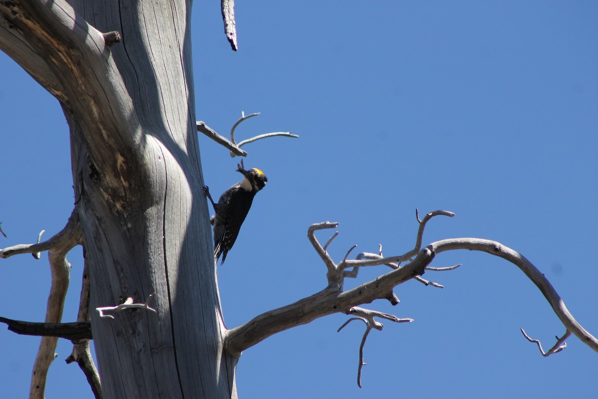 American Three-toed Woodpecker - ML645248993