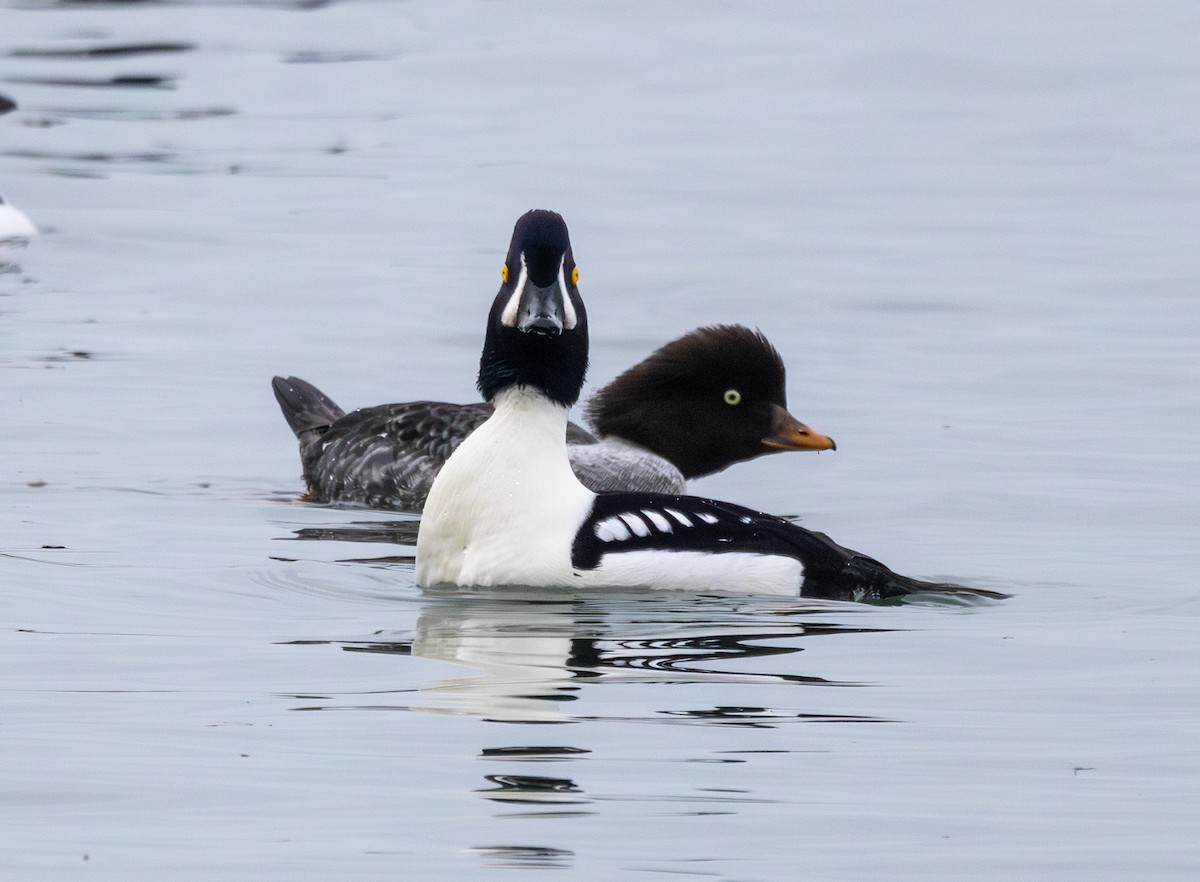 Barrow's Goldeneye - ML645248996
