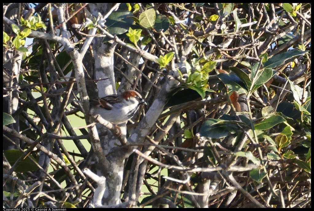 House Sparrow - ML645248997