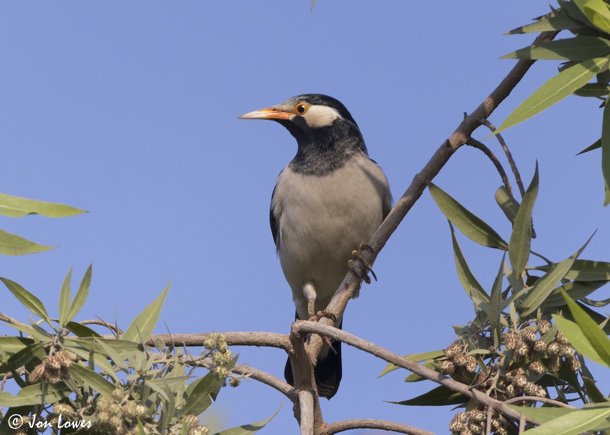 Indian Pied Starling - ML645248999