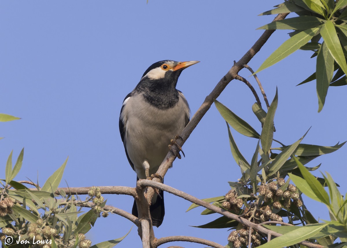 Indian Pied Starling - ML645249000