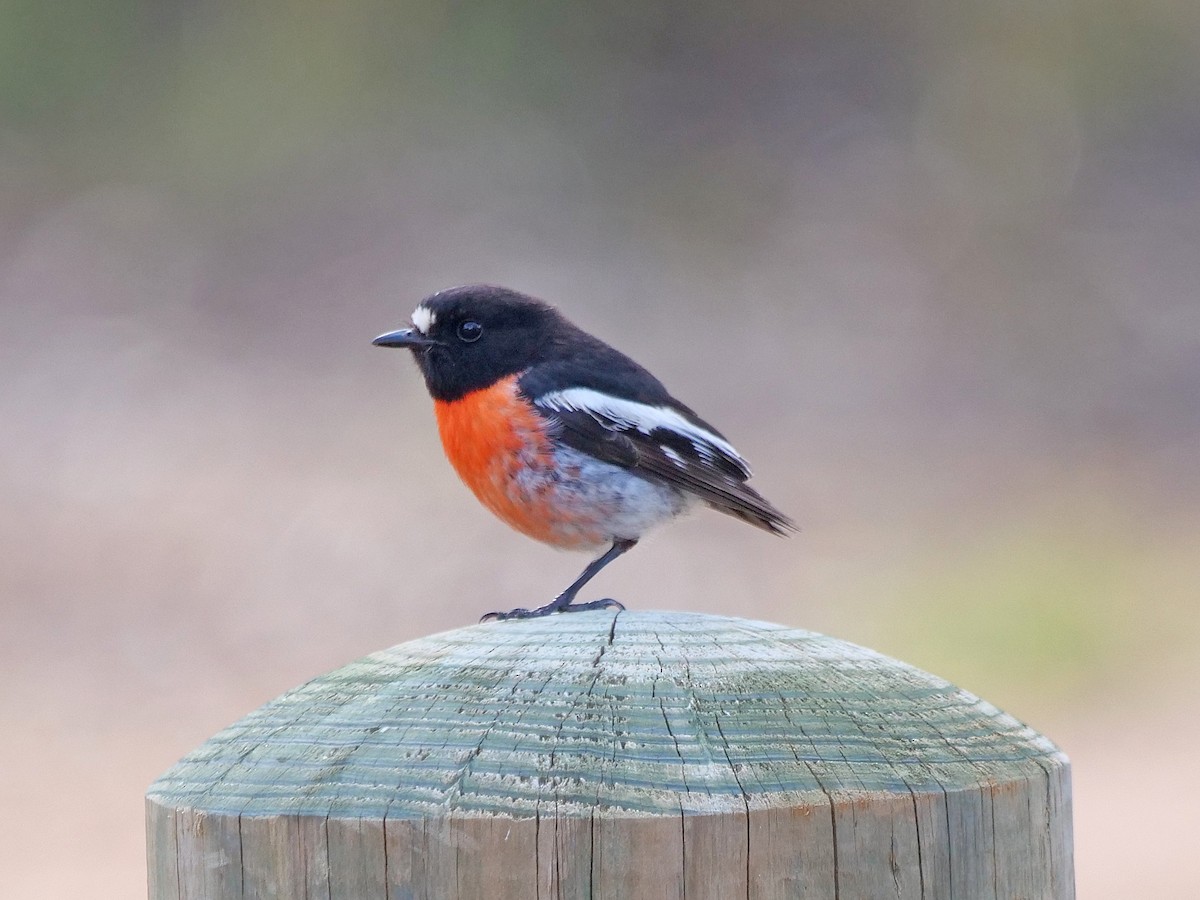 Scarlet Robin - ML645249010