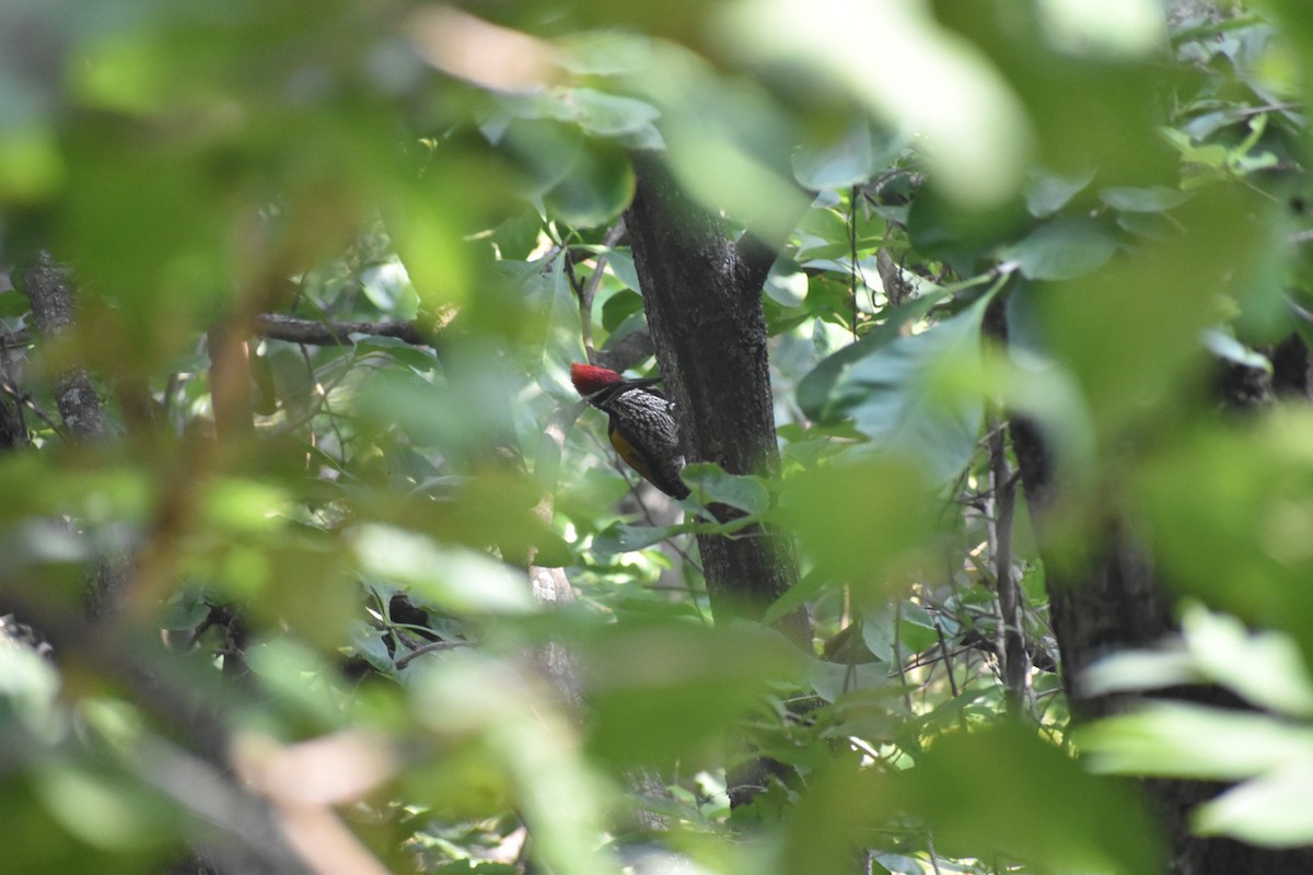 Greater Flameback - ML645249011