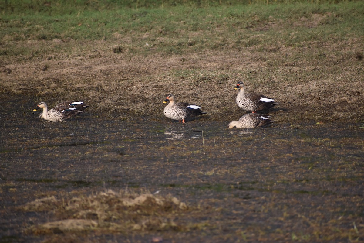 Indian Spot-billed Duck - ML645249018