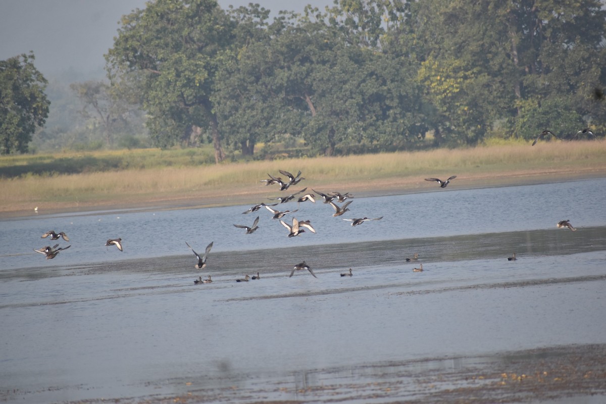 赤嘴潛鴨 - ML645249019