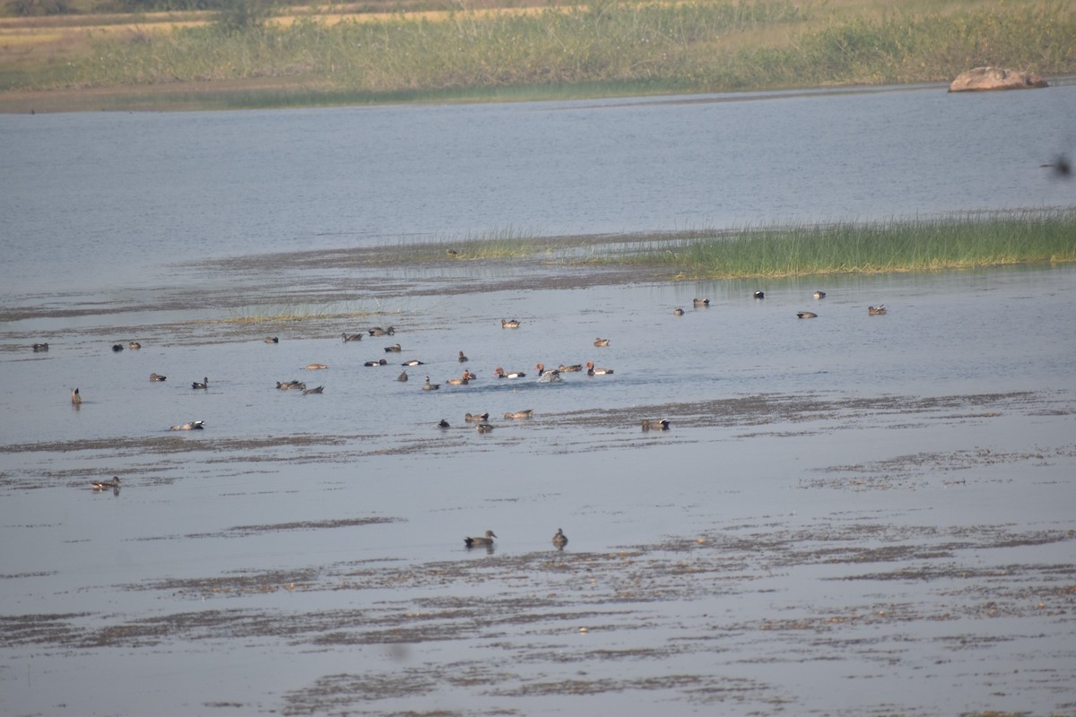 赤嘴潛鴨 - ML645249020