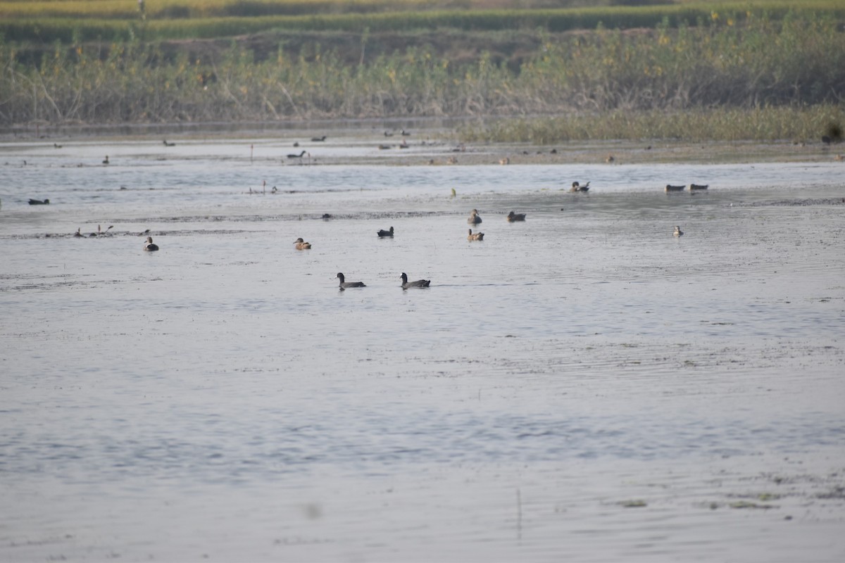 白冠雞 - ML645249021