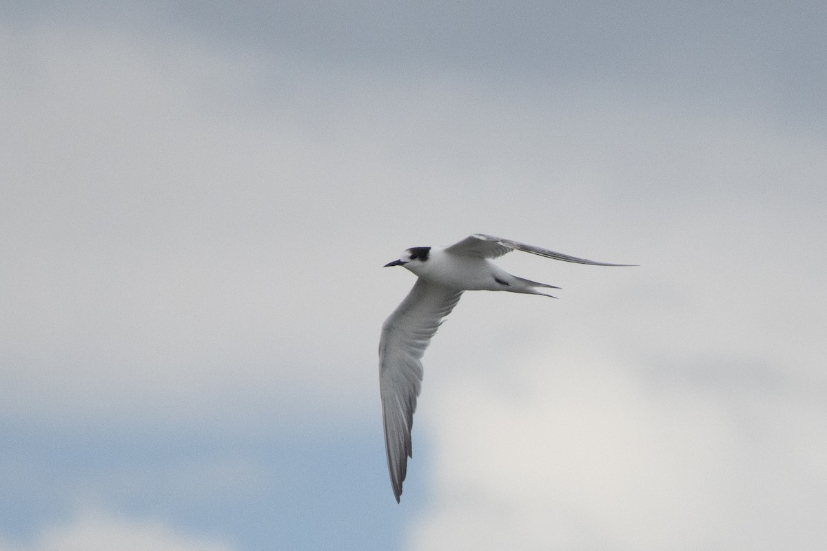 Common Tern - ML645249025