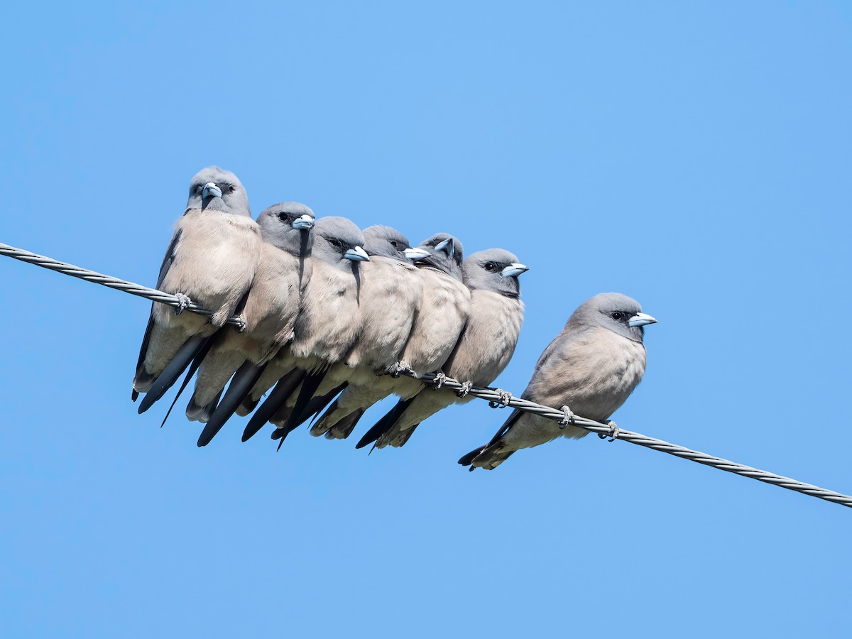 Ashy Woodswallow - ML645249026