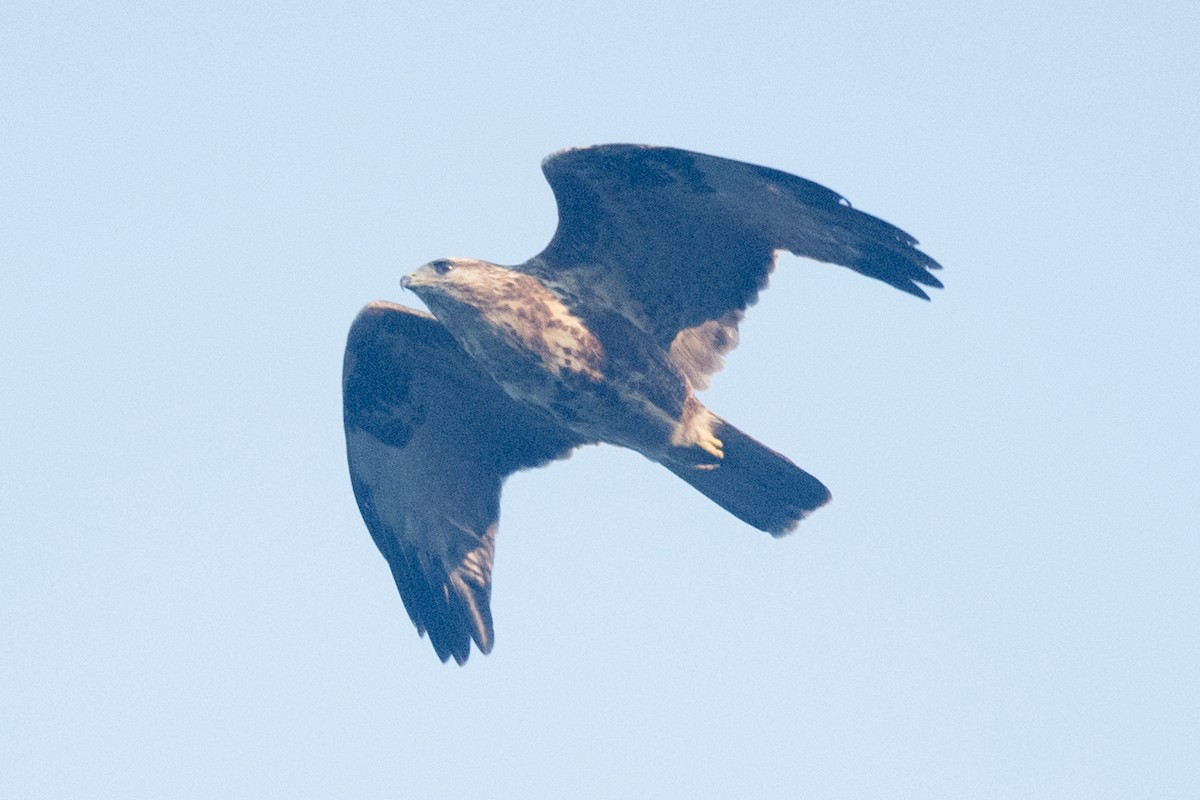 ヒマラヤノスリ - ML645249028