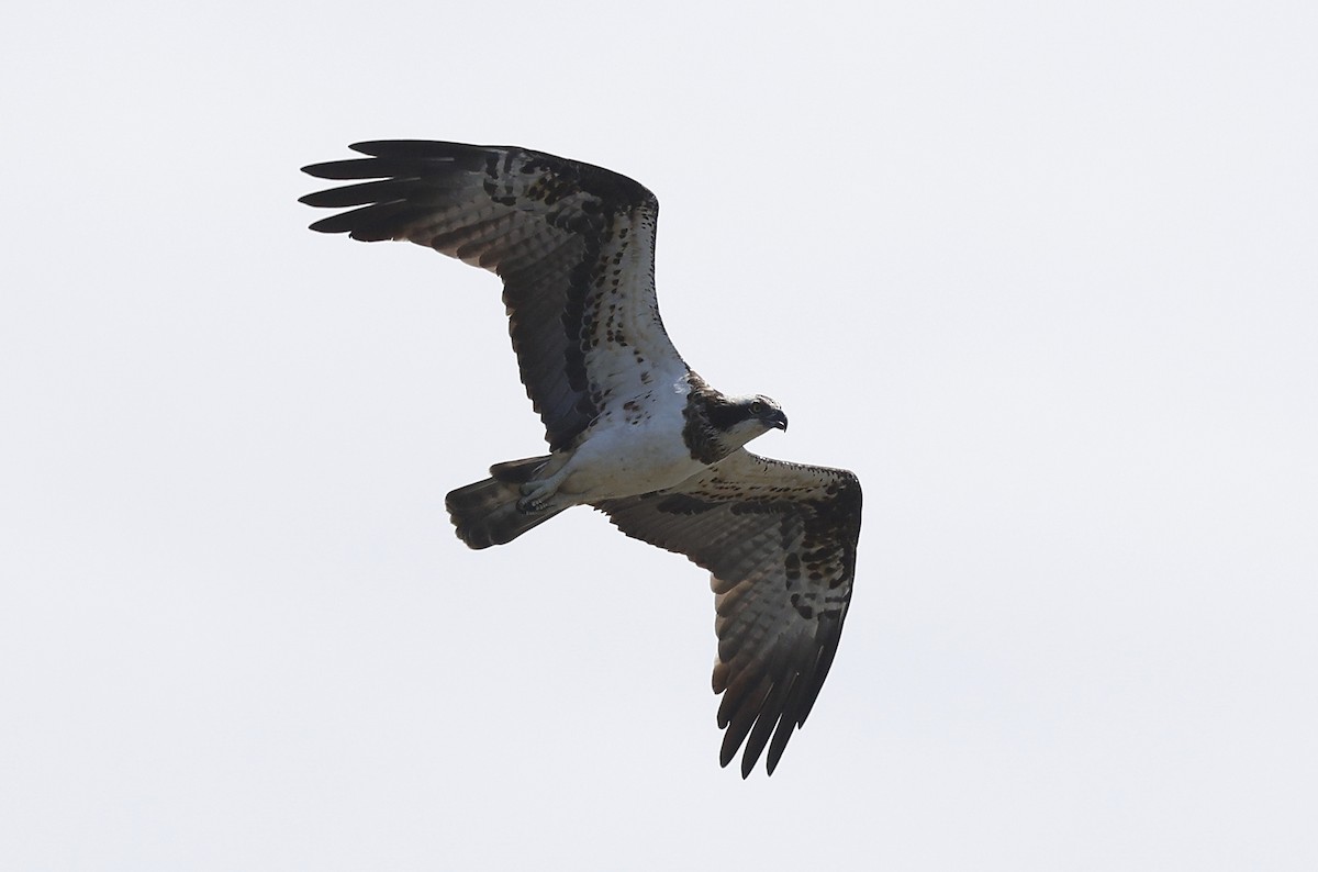 Arrano arrantzalea - ML645249030