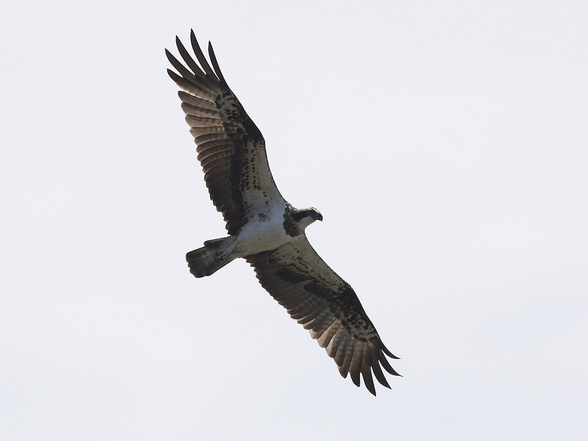 Arrano arrantzalea - ML645249031