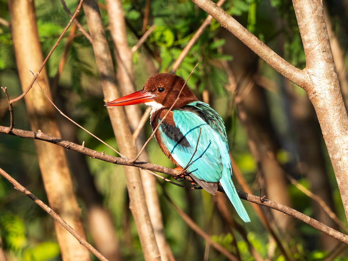 White-throated Kingfisher - ML645249032