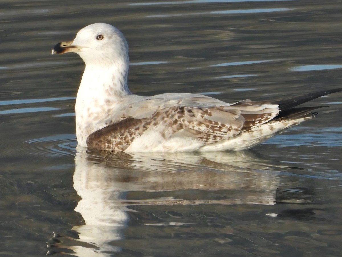 Kaio hankahoria - ML645249033