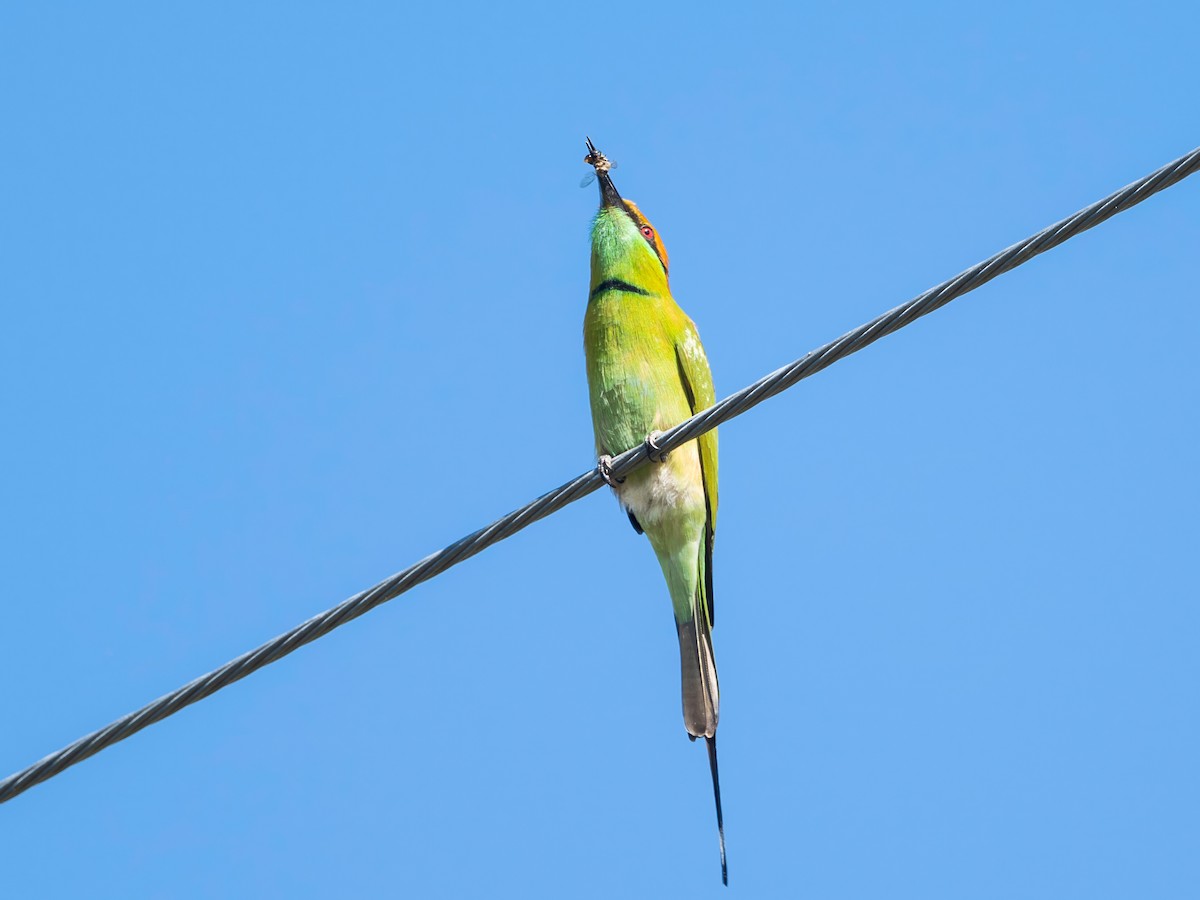 Erle-txori berde asiarra - ML645249034