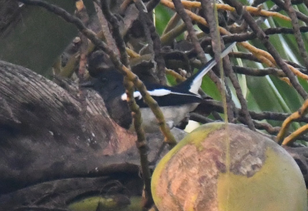 Oriental Magpie-Robin - ML645249035