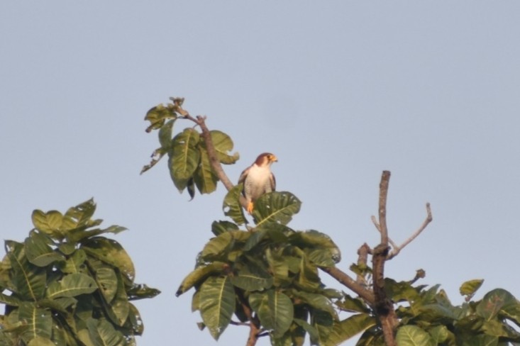 Red-necked Falcon - ML645249036