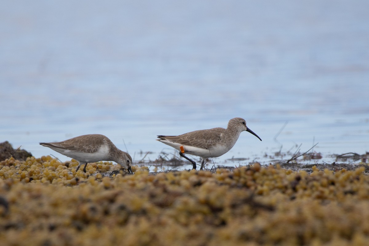 Txirri kurlinta - ML645249037