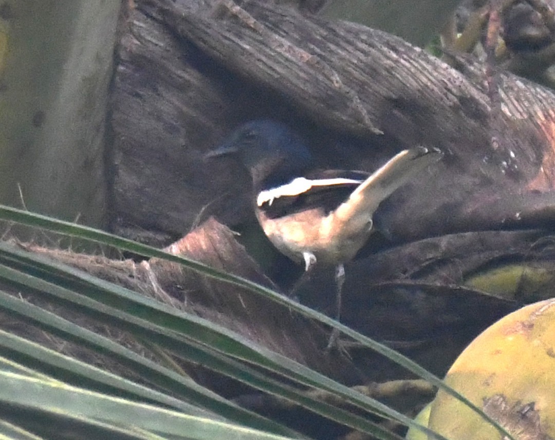 Oriental Magpie-Robin - ML645249038