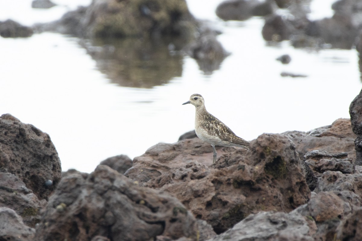 Urre-txirri siberiarra - ML645249039