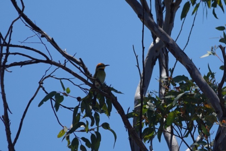 Rainbow Bee-eater - ML645249044
