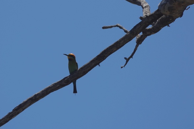 Rainbow Bee-eater - ML645249045