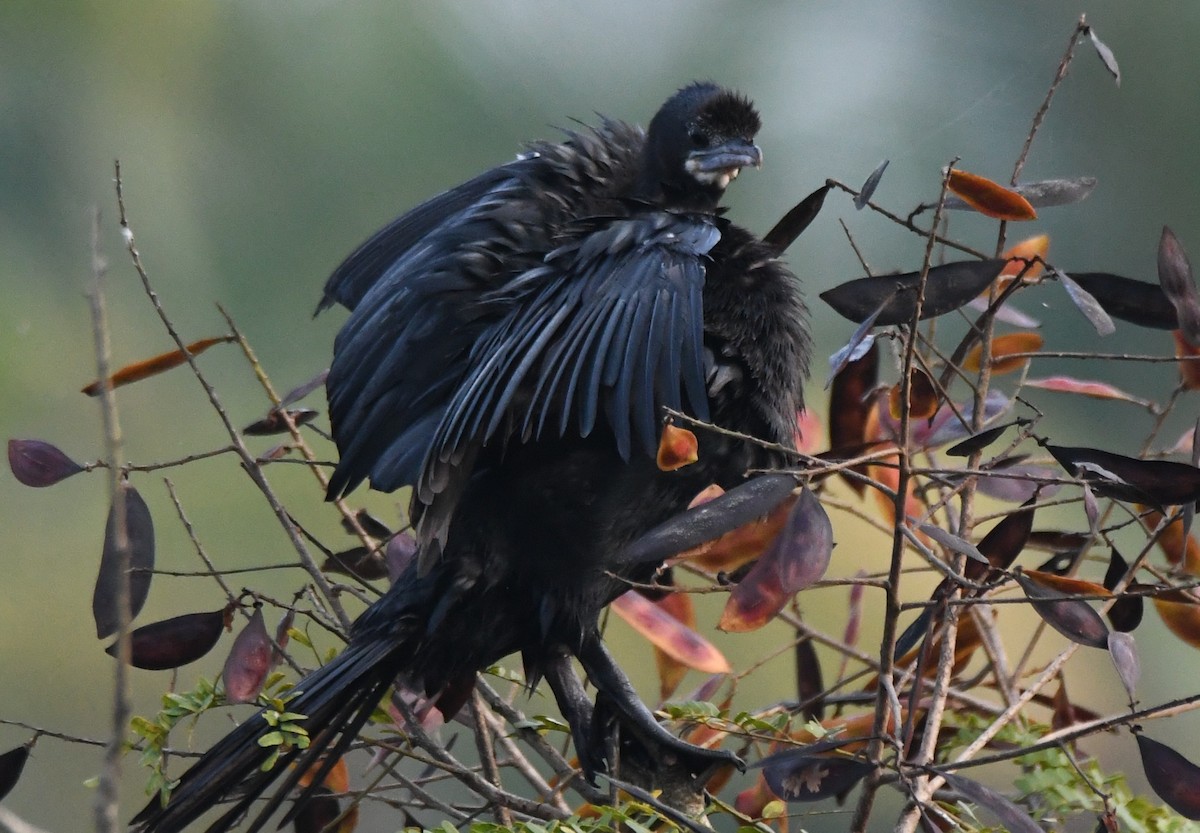 Little Cormorant - ML645249047