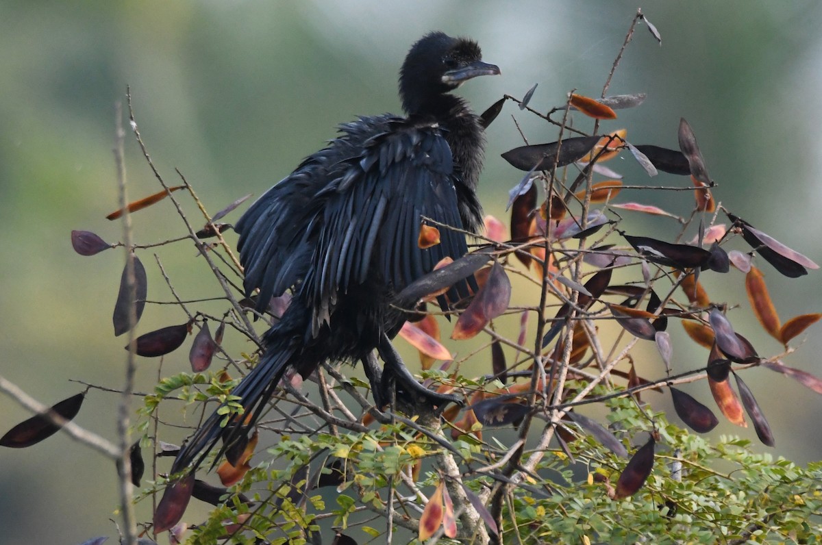 Little Cormorant - ML645249048