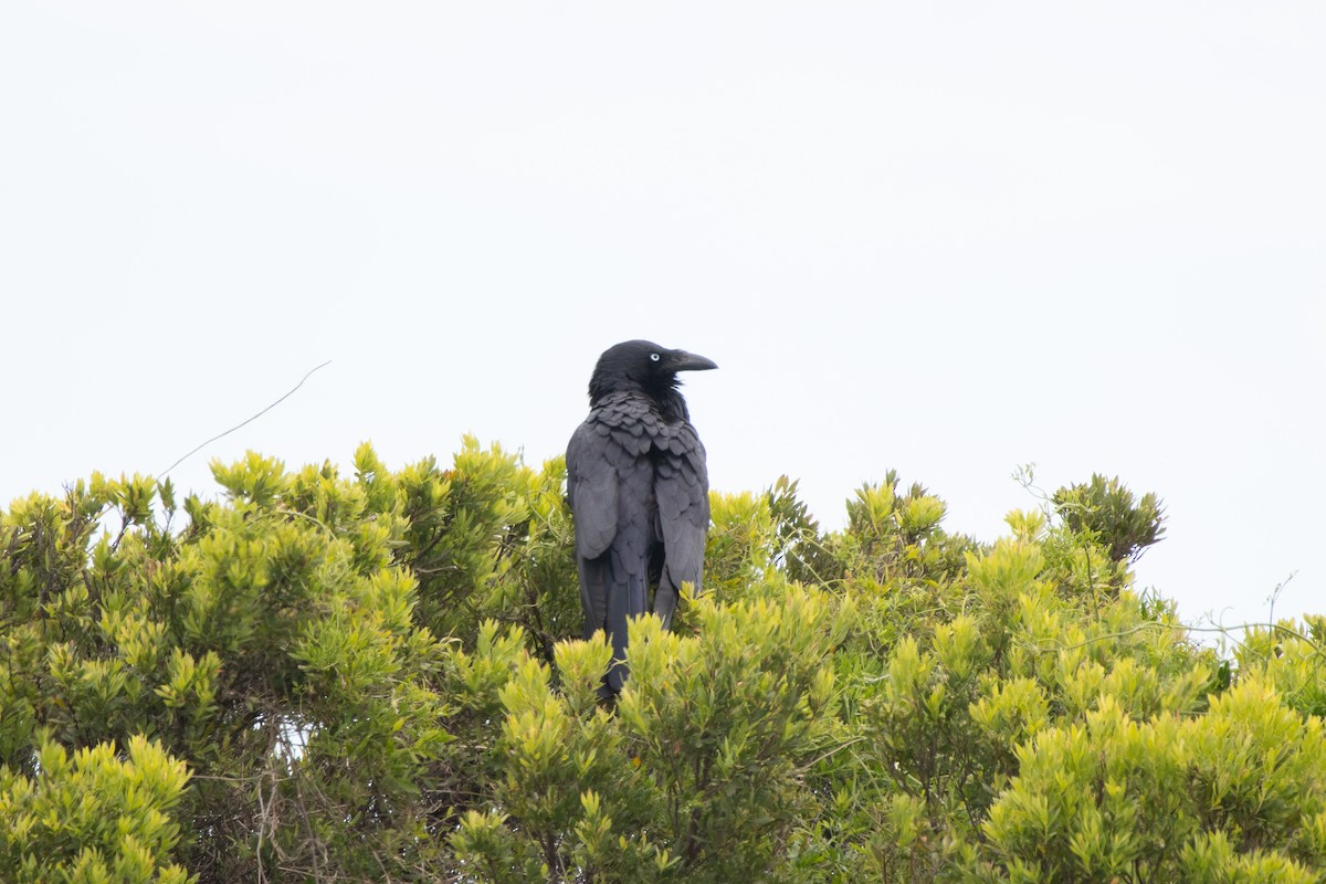 Australian Raven - ML645249049
