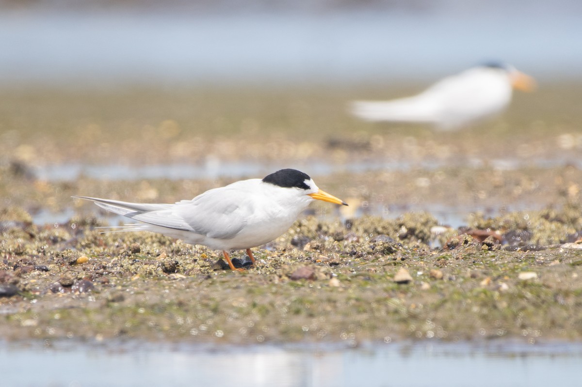 Txenadatxo australiarra - ML645249050