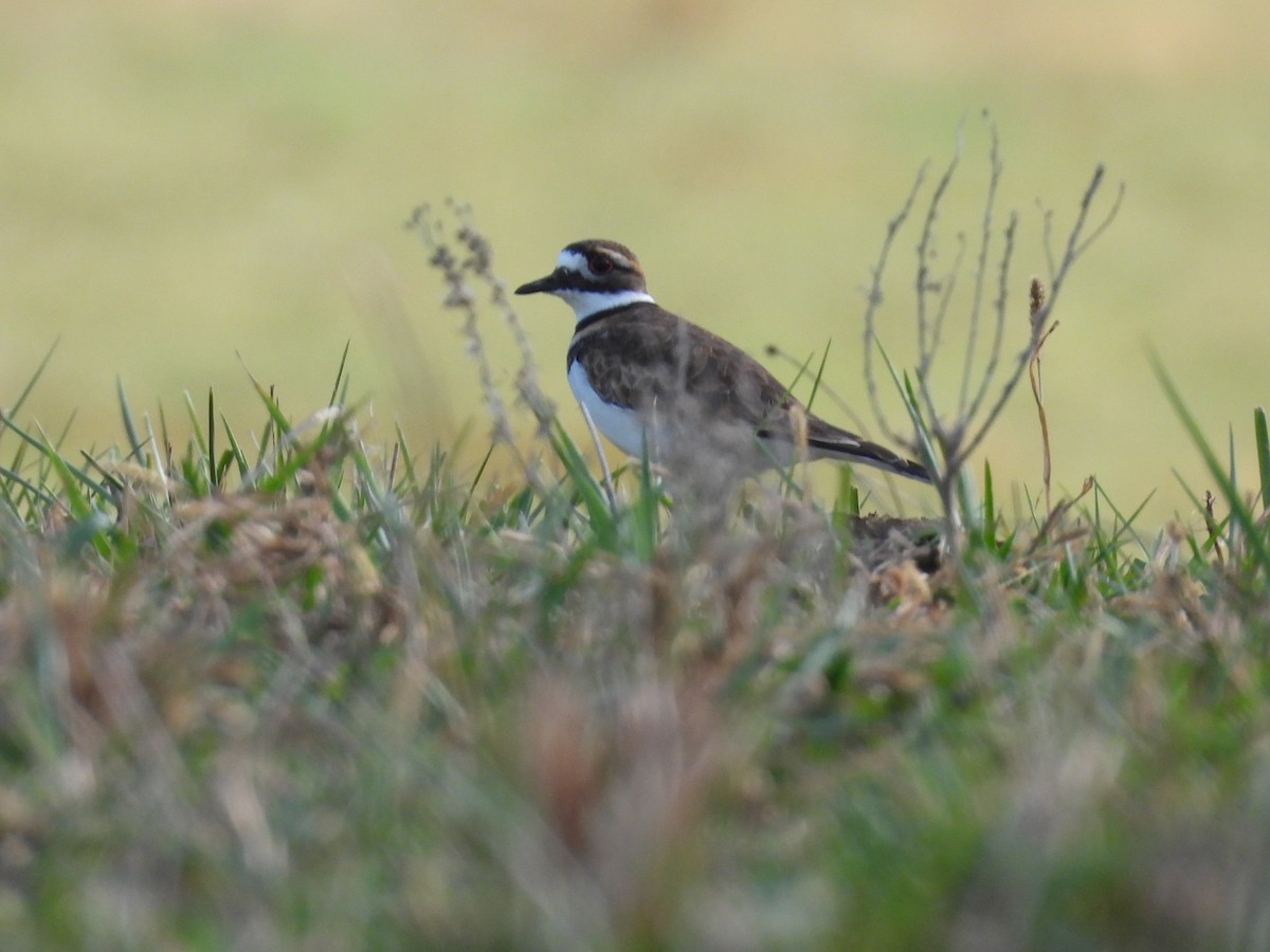 Kildir txirritxoa - ML645249055